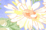 daisies detail