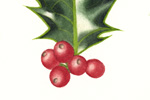 holly detail